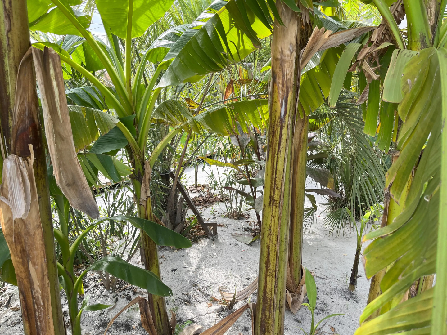 Отель Little Palm