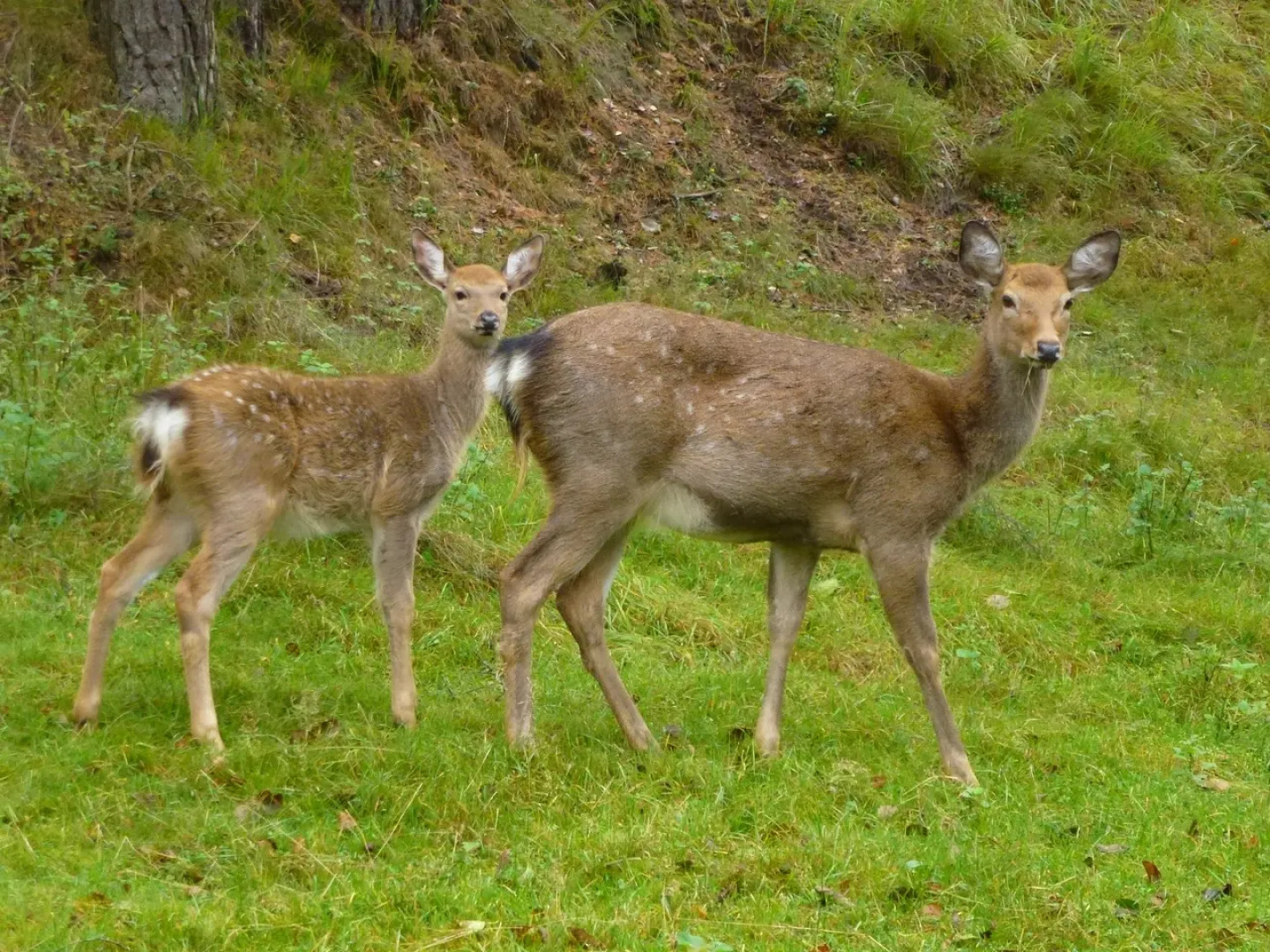 База отдыха Загородный клуб Оленья Гора