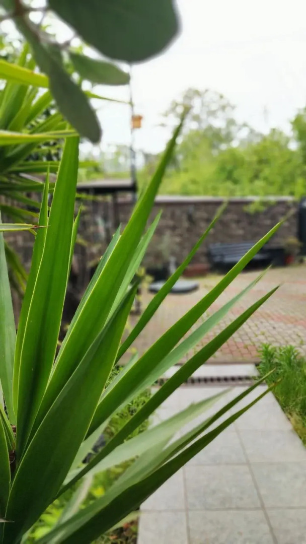 Гостевой дом Villa Soho Sochi Russia