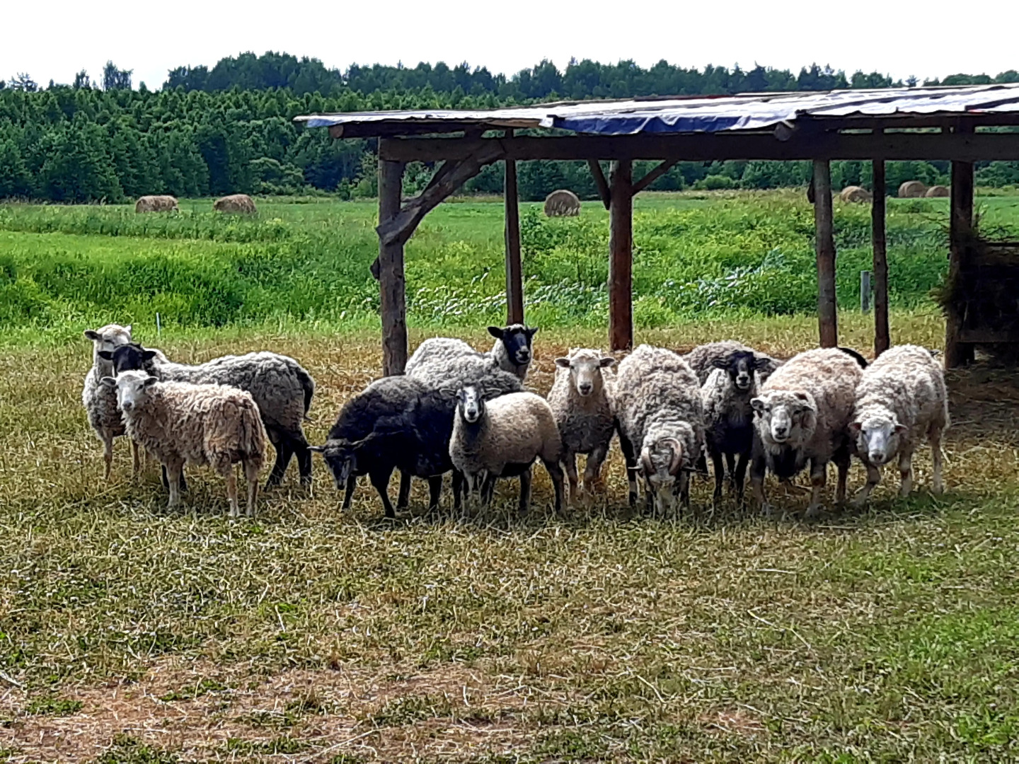 Гостевой дом в деревне Чернокуново