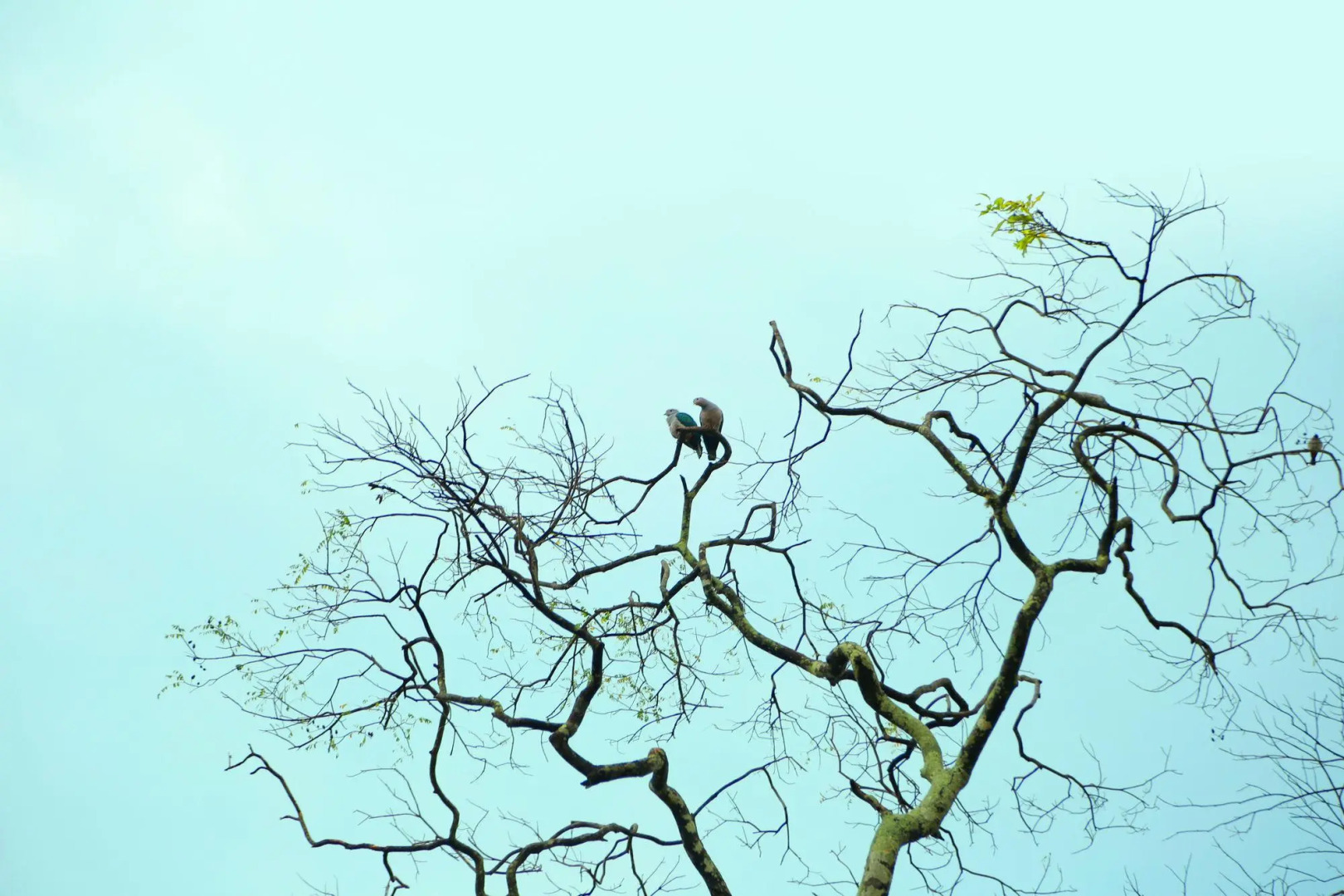 Курортный Отель Heina Nature Resort & Yala Safari