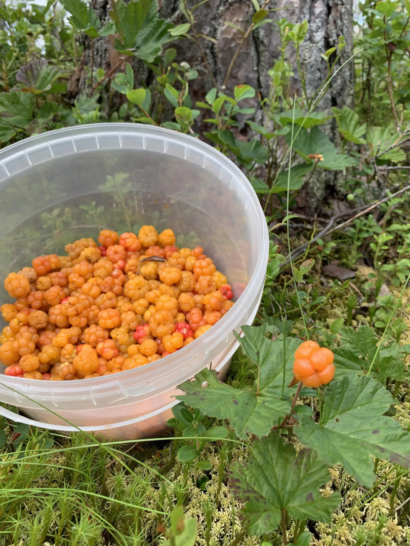 Гостевой дом Лось