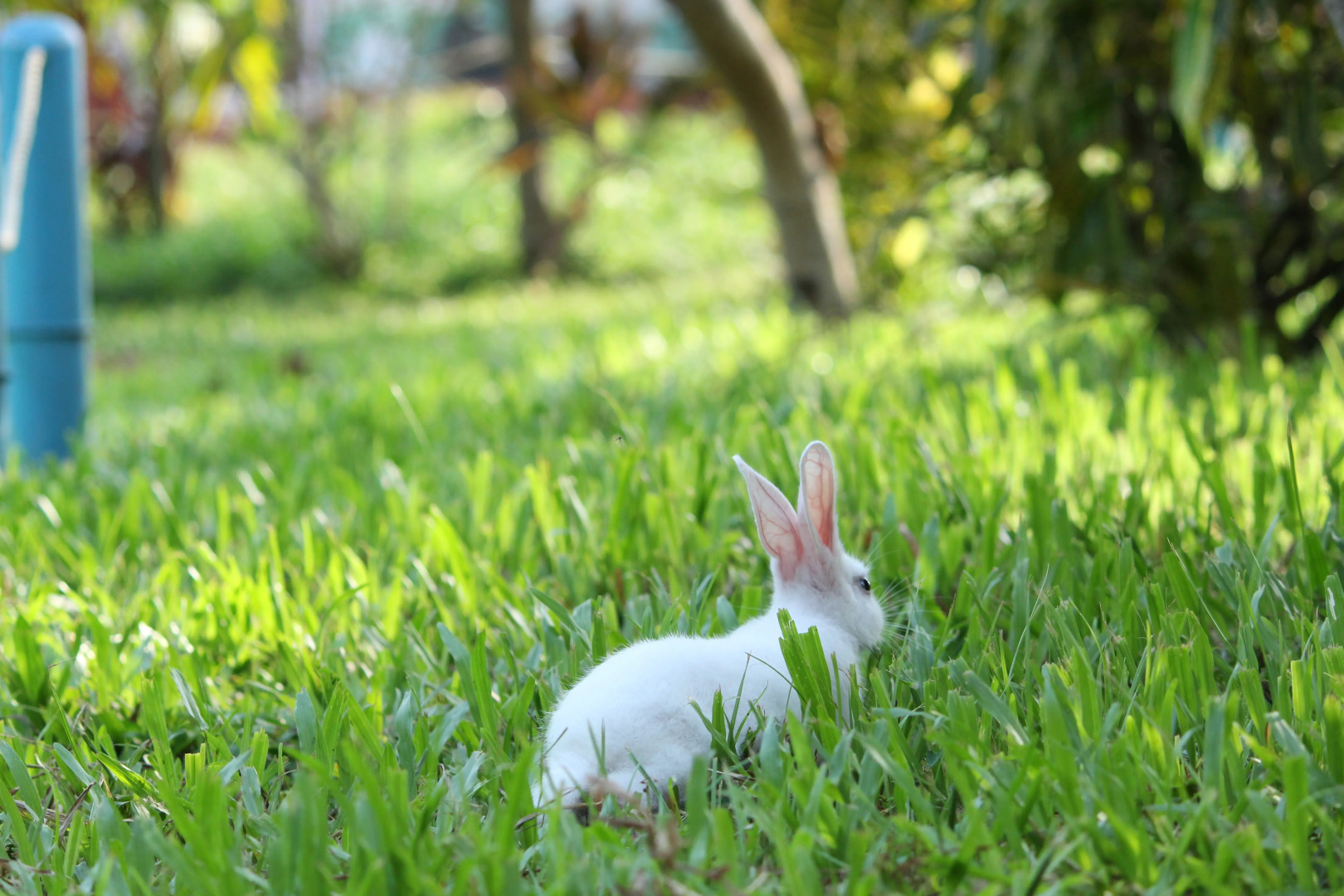 Отель True Blue Beach Resort