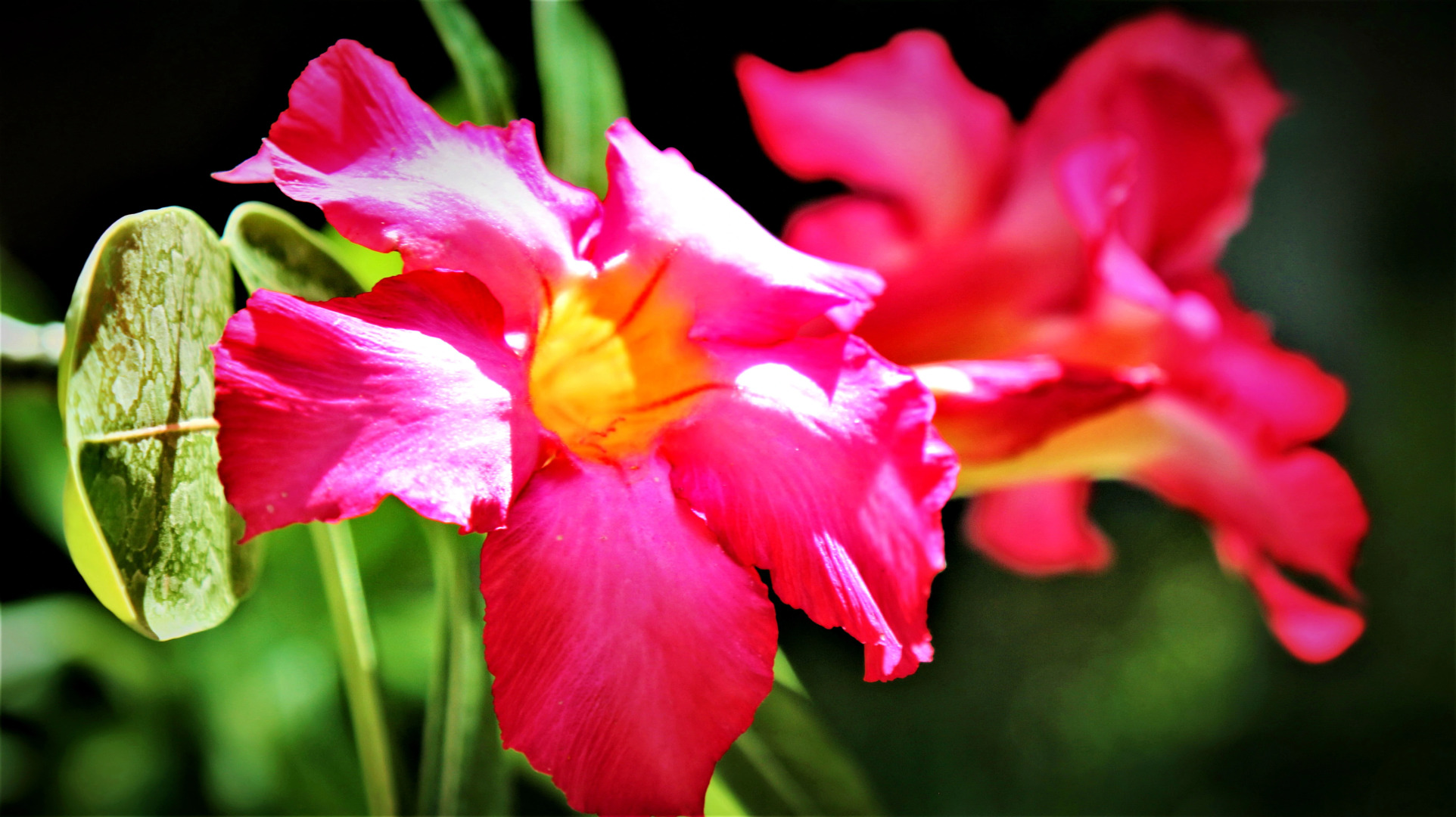 Вилла White 3BR in Seminyak