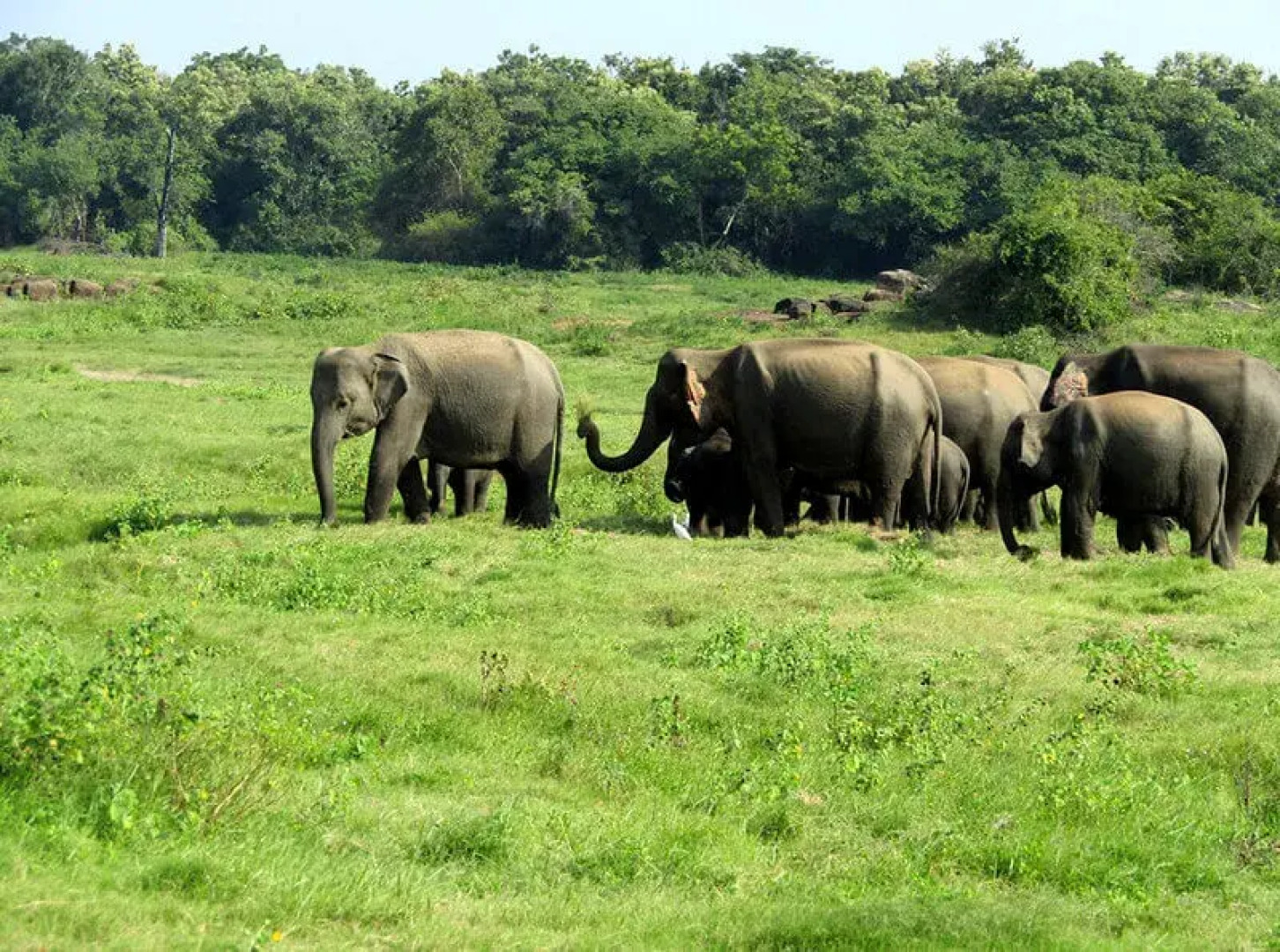 Отель Camping Yala Hotel Ravana luxury Safari Camp Tents