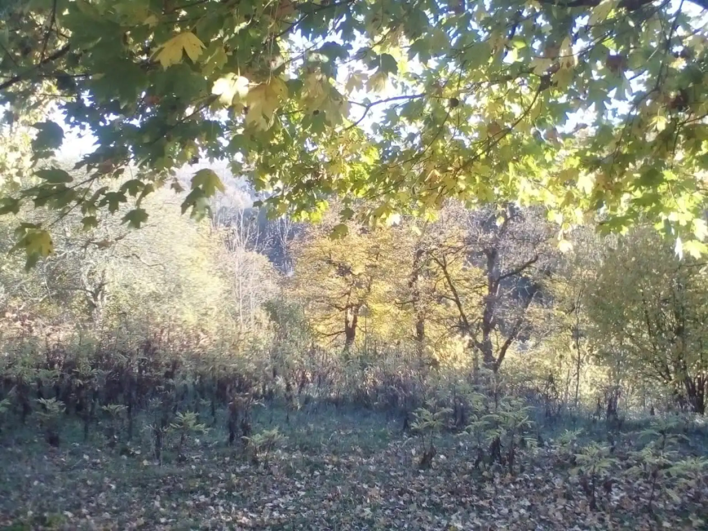 Mini-Hotel Lesnaya Polyana