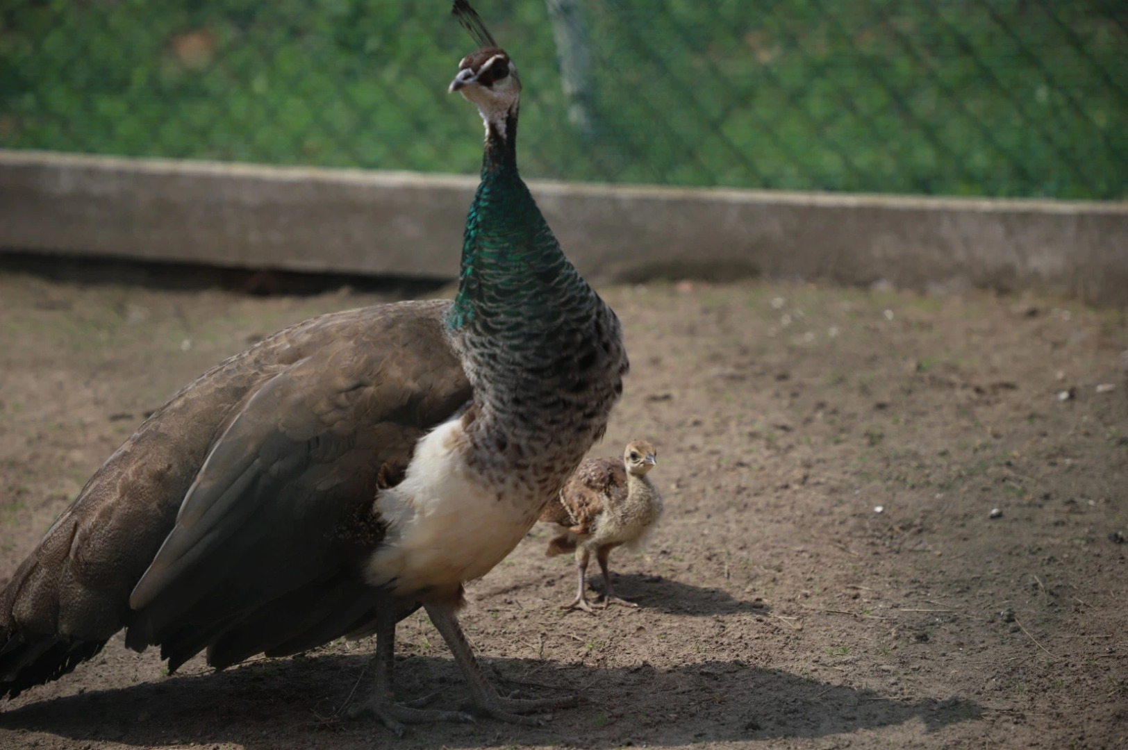 Экохуторок Сергеевка