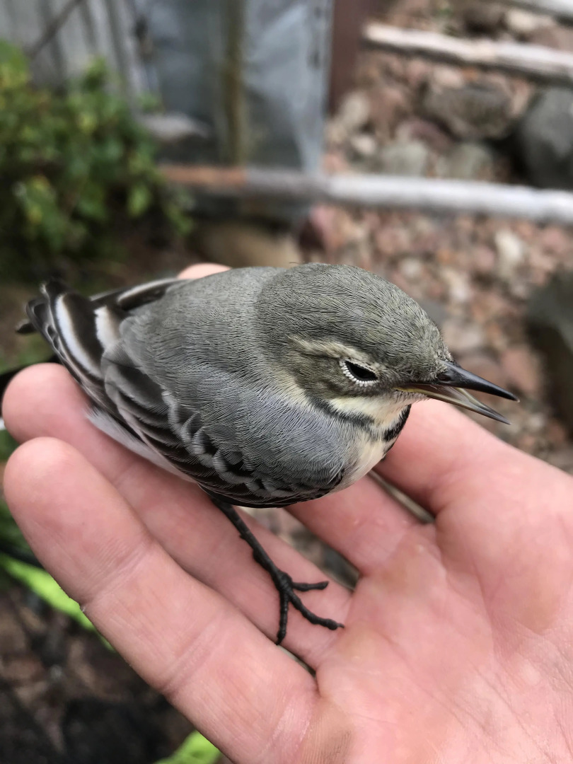 Гостевой дом Дом в Карелии