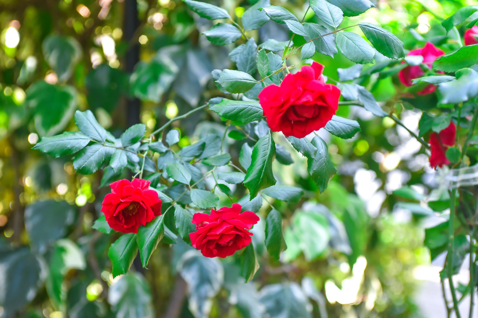 Гостевой дом София Грузия Кутаиси ул, Зугдидская 17