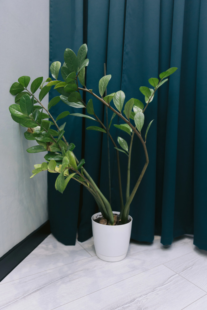 Квартира Гармония ЖК Московский