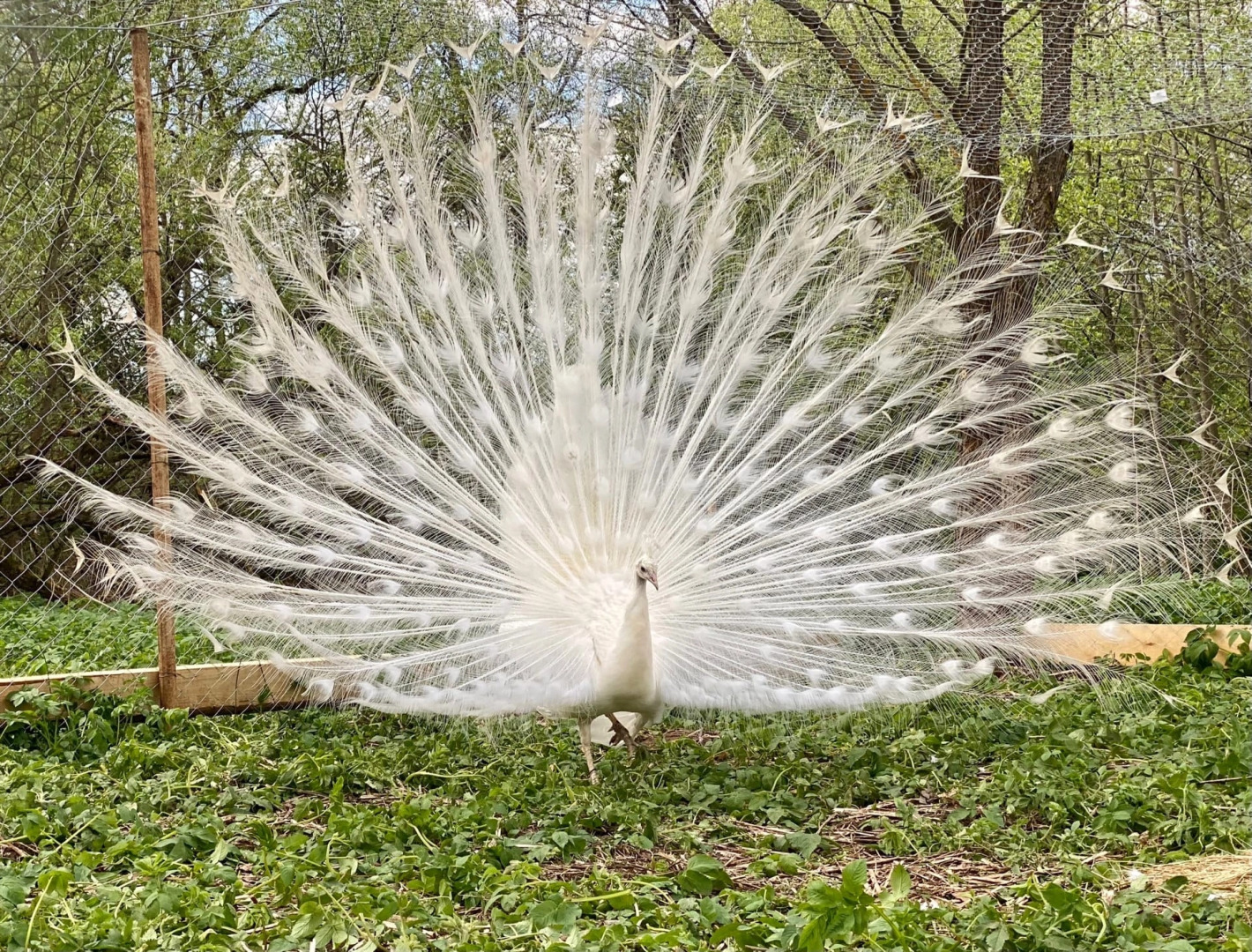 База отдыха Глэмпинг Просто Cosmos