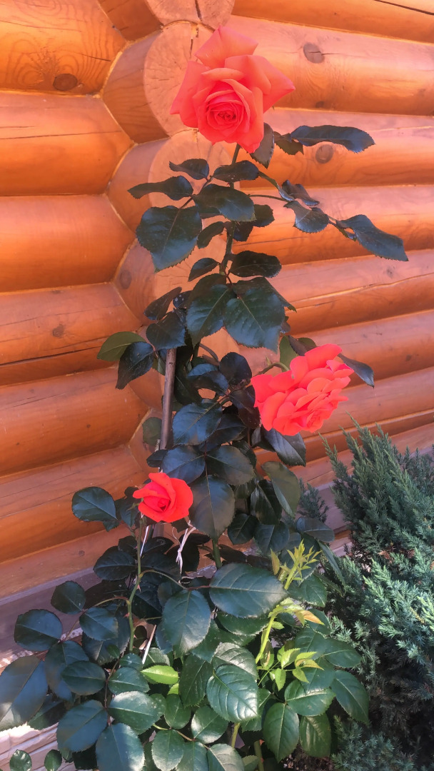 Гостевой дом Русский