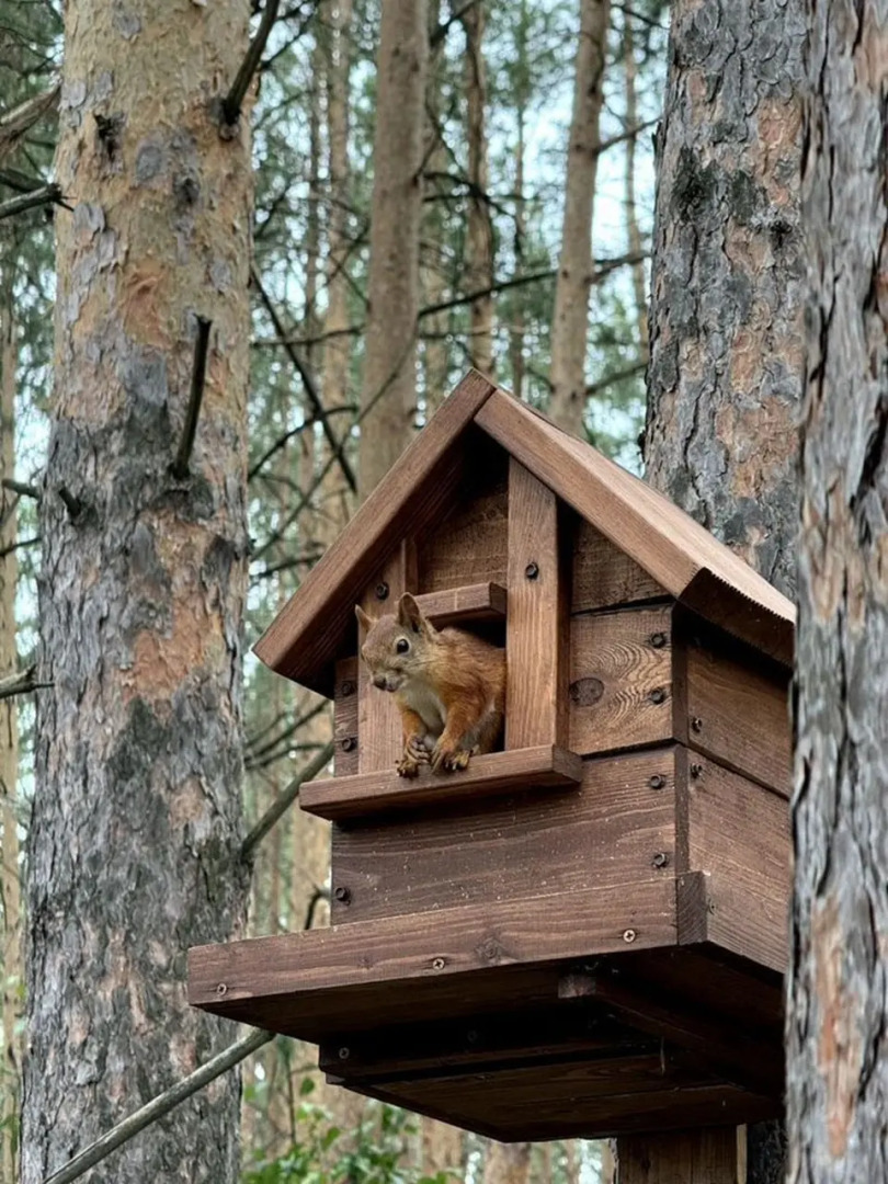 Частный дом A-фрейм c кaминoм и бaней в сoснoвом лeсу