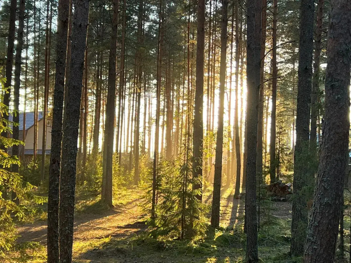 Частный дом Уютный красивый дом в лесу на озере Волго ( Селигер)