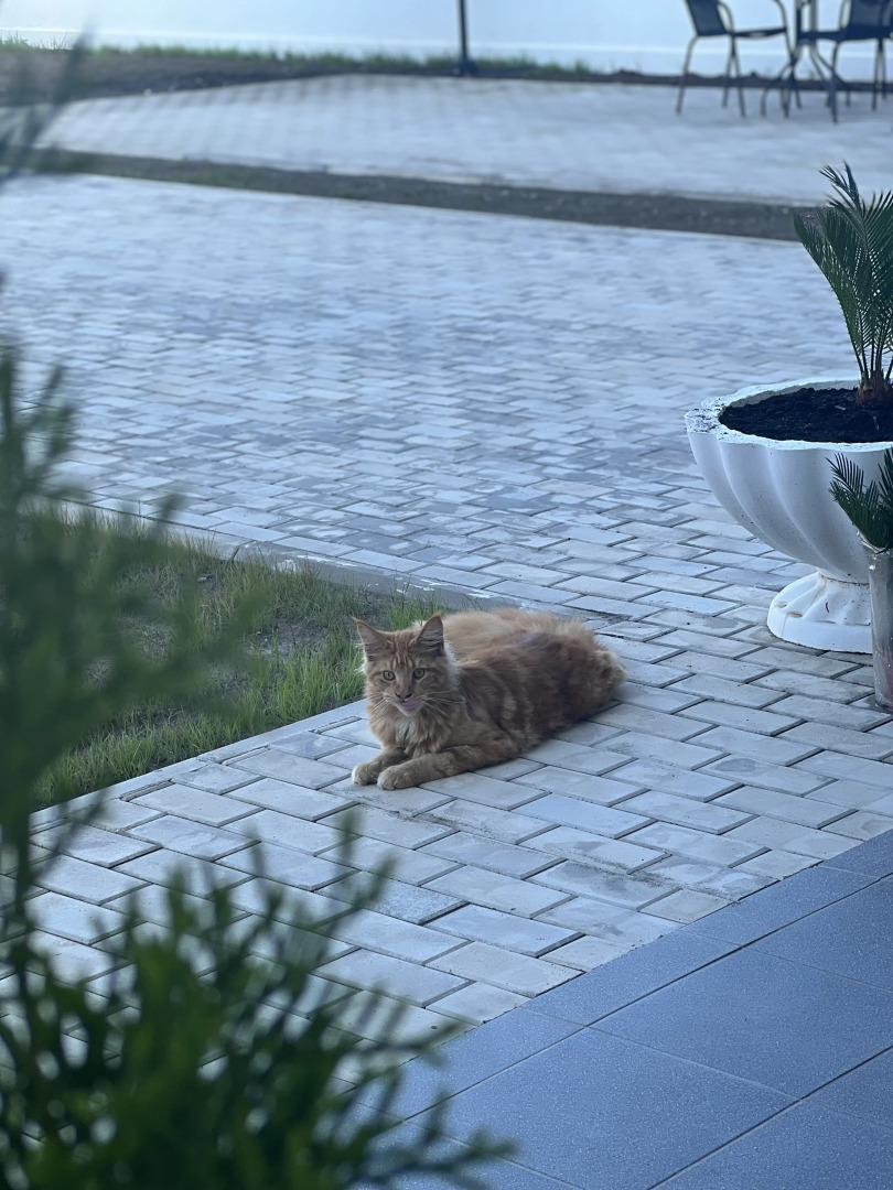 Отель FAMS HOTEL