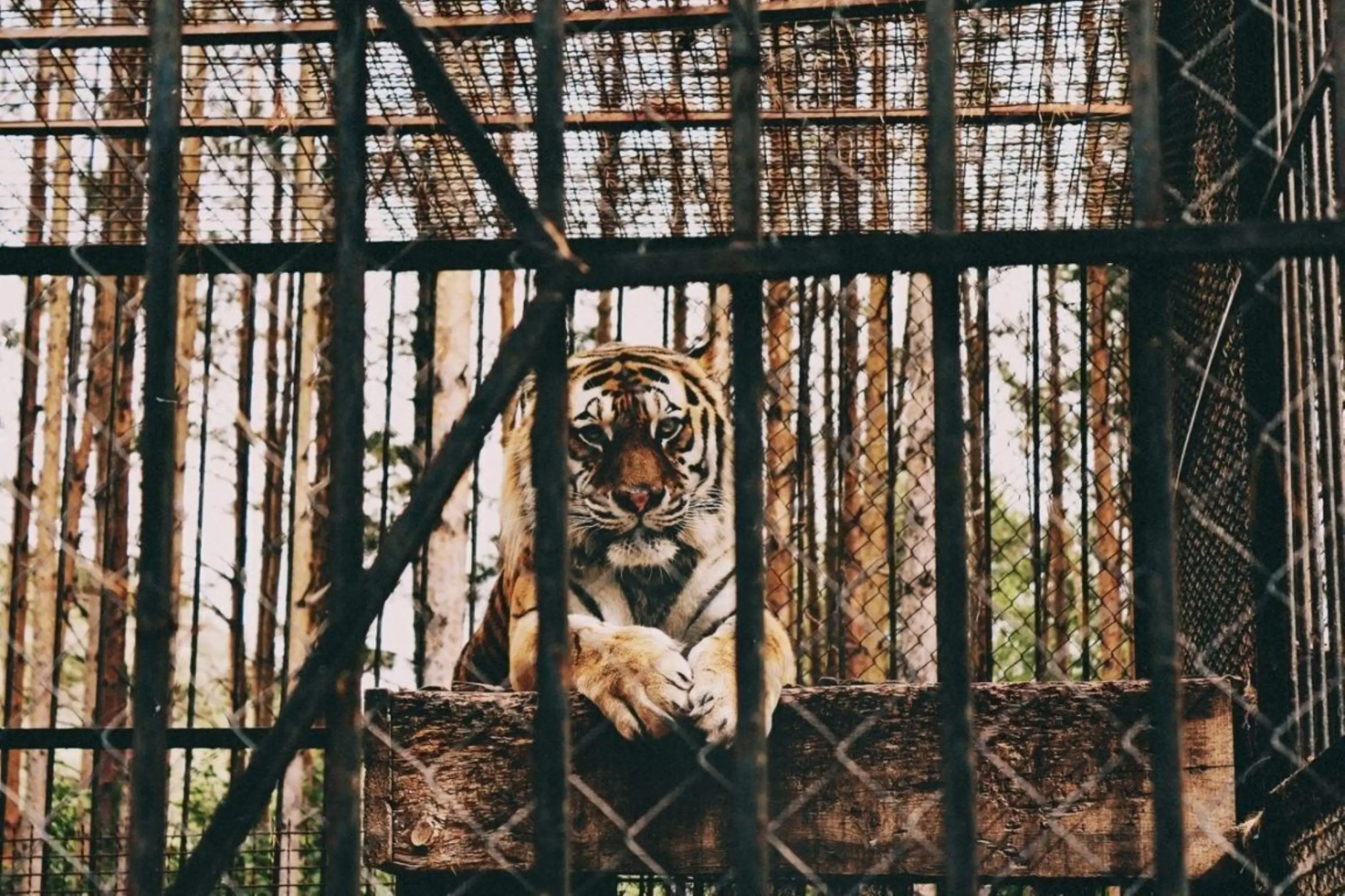 Частный Дом Ёлки 3