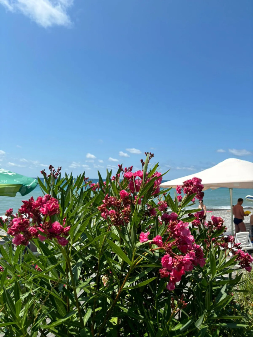 Отель Ламоре