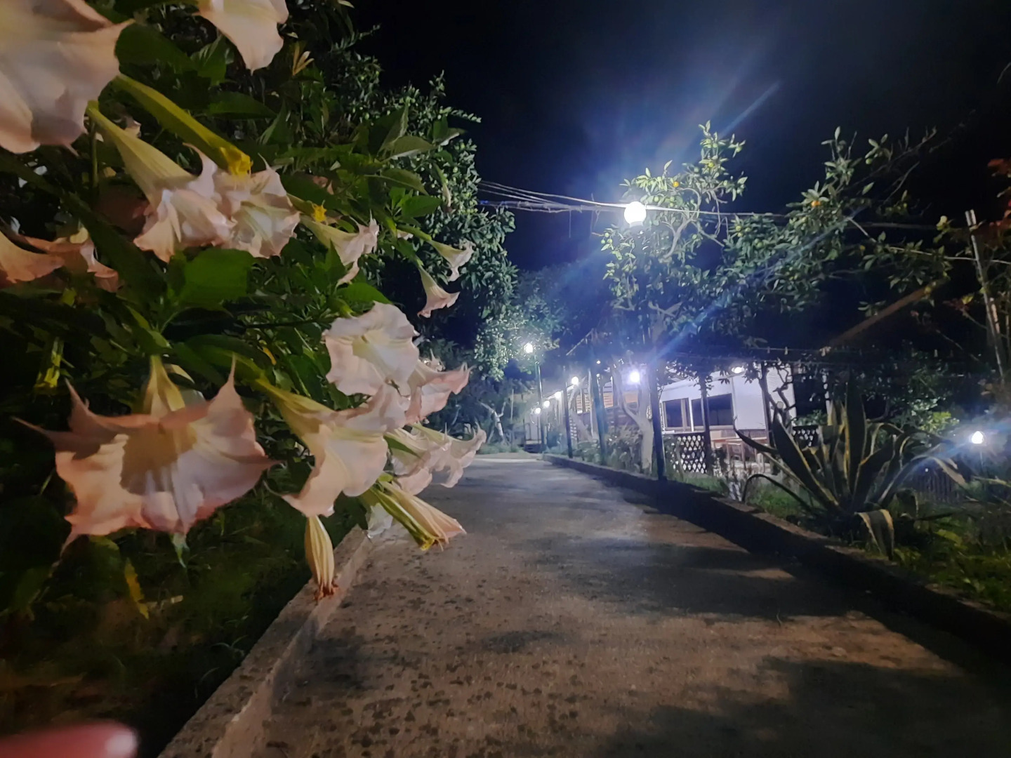 Гостевой дом Мандариновый Рай