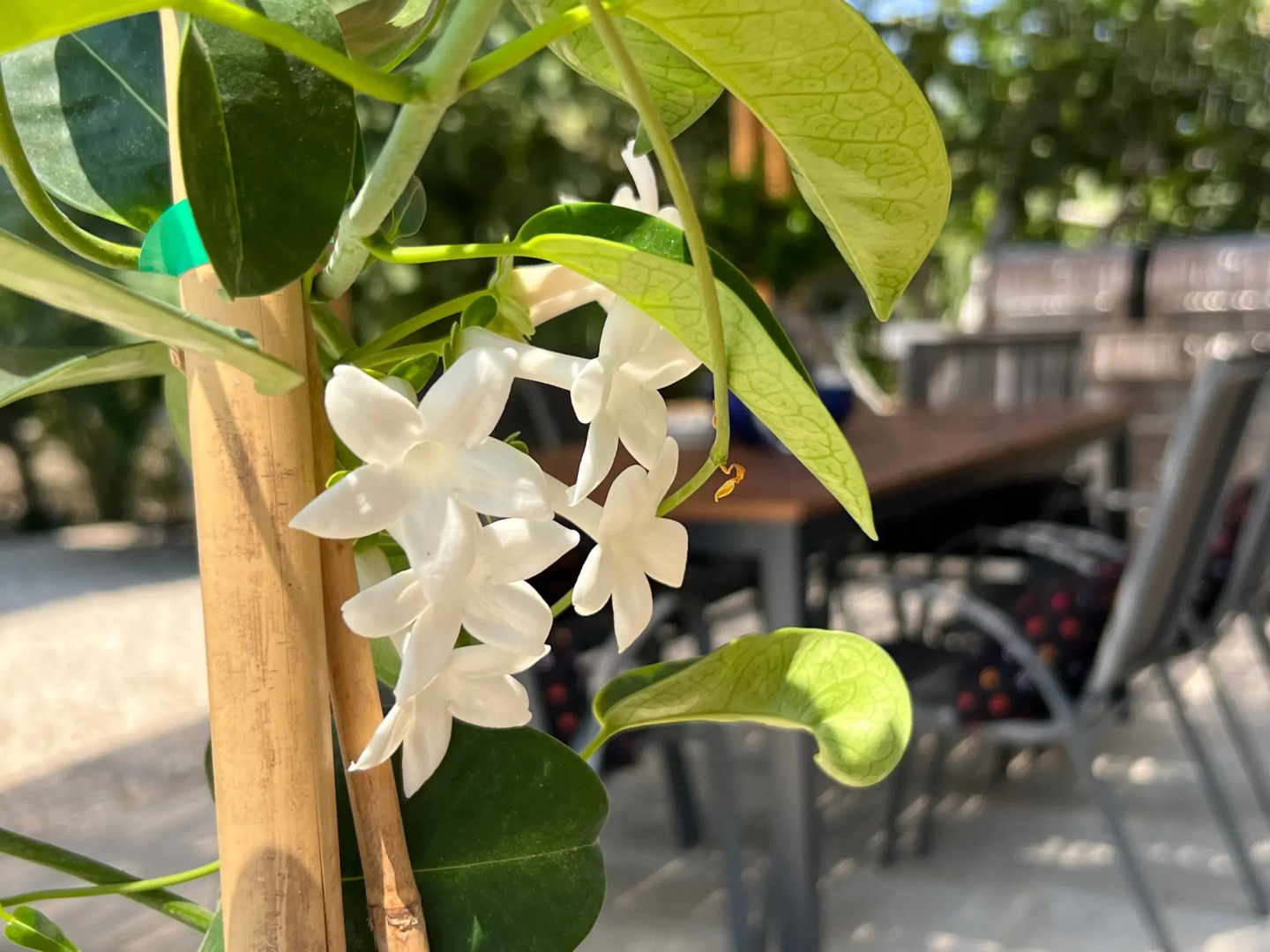 Вилла Rotiana 3 Beach Eco-Villa