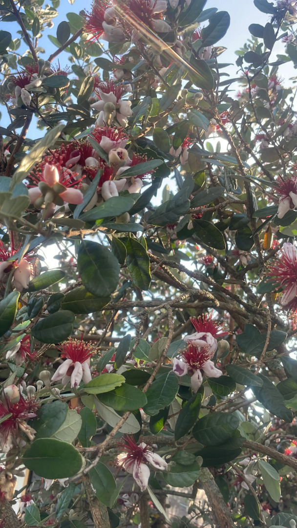 Апарт-отель Шале Тасианна