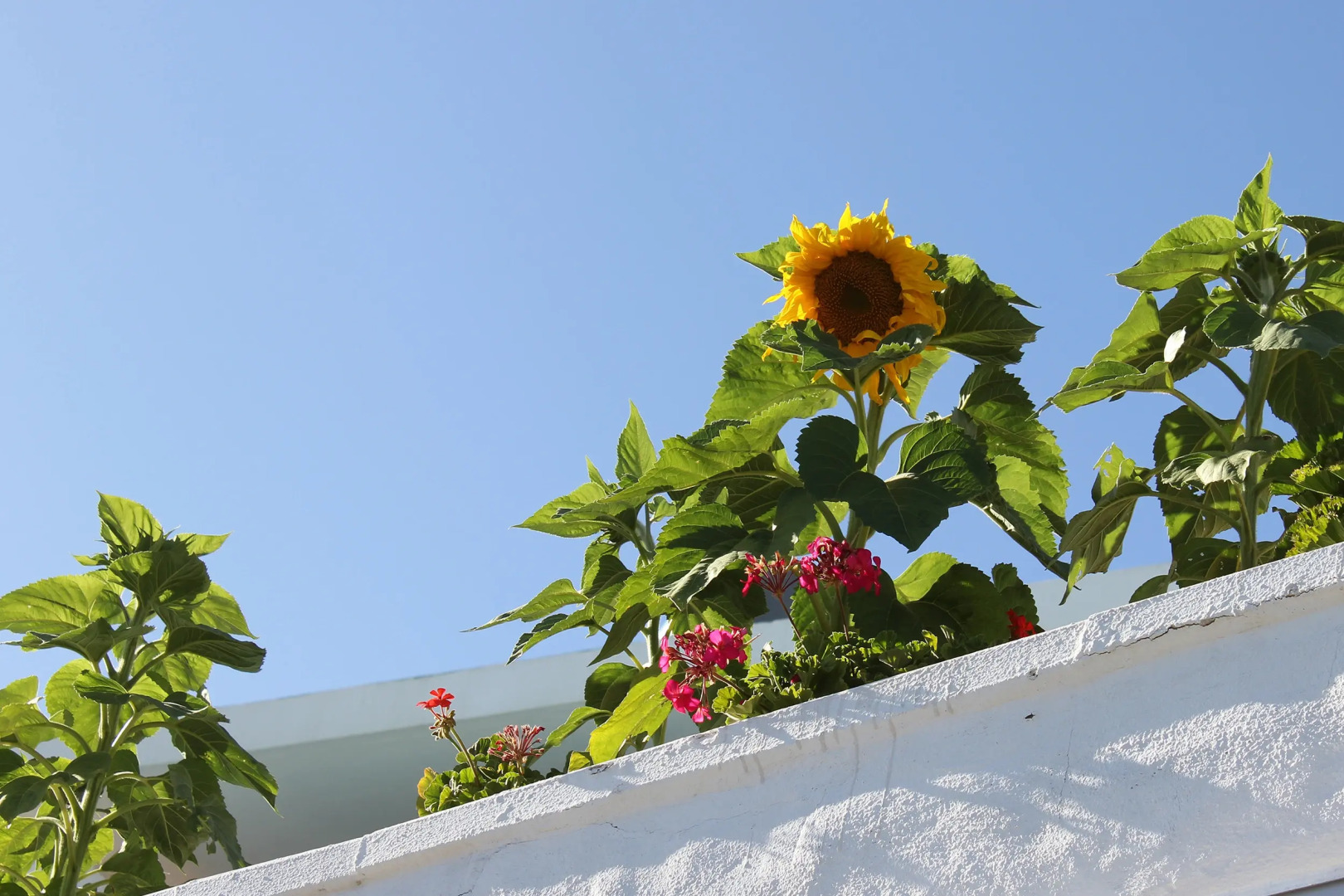 Апарт-отель Gelimar