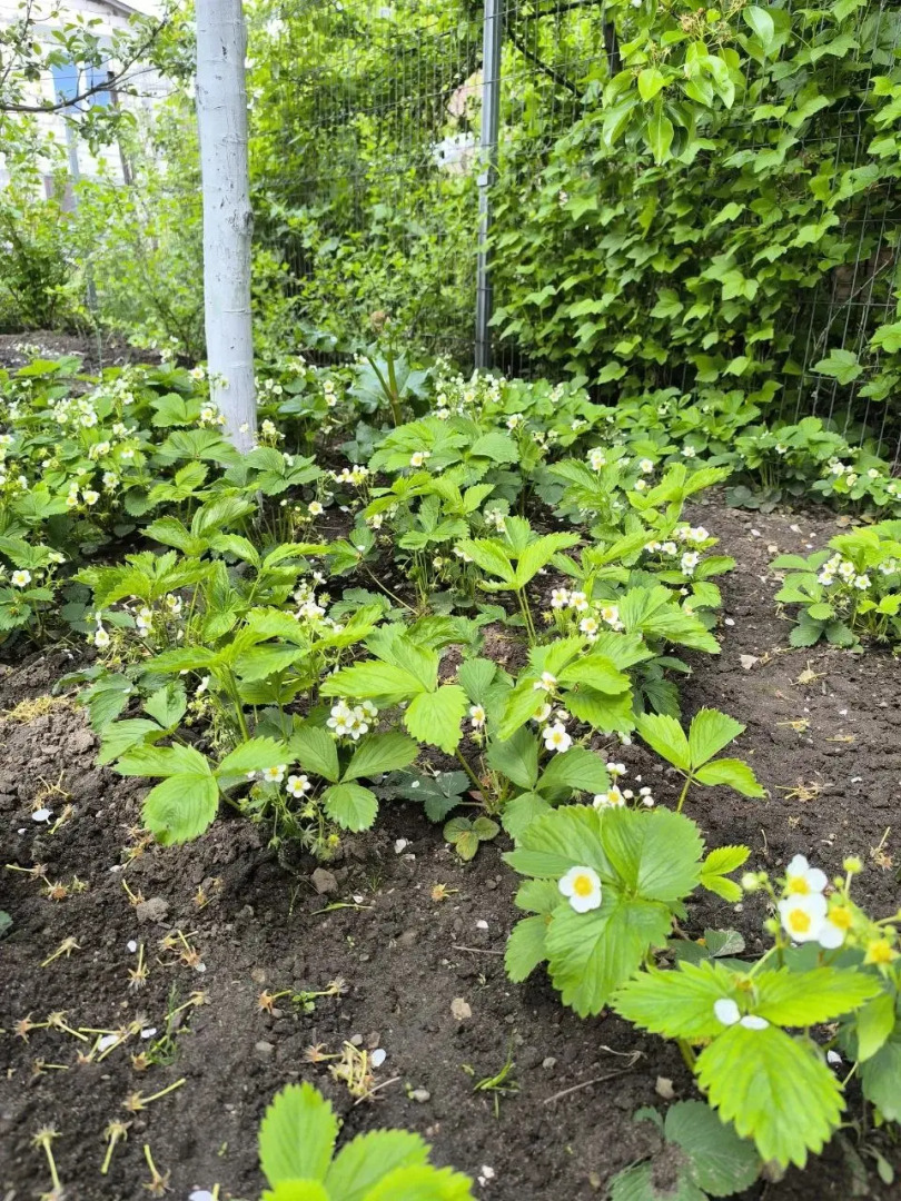 Частный дом в Калининграде