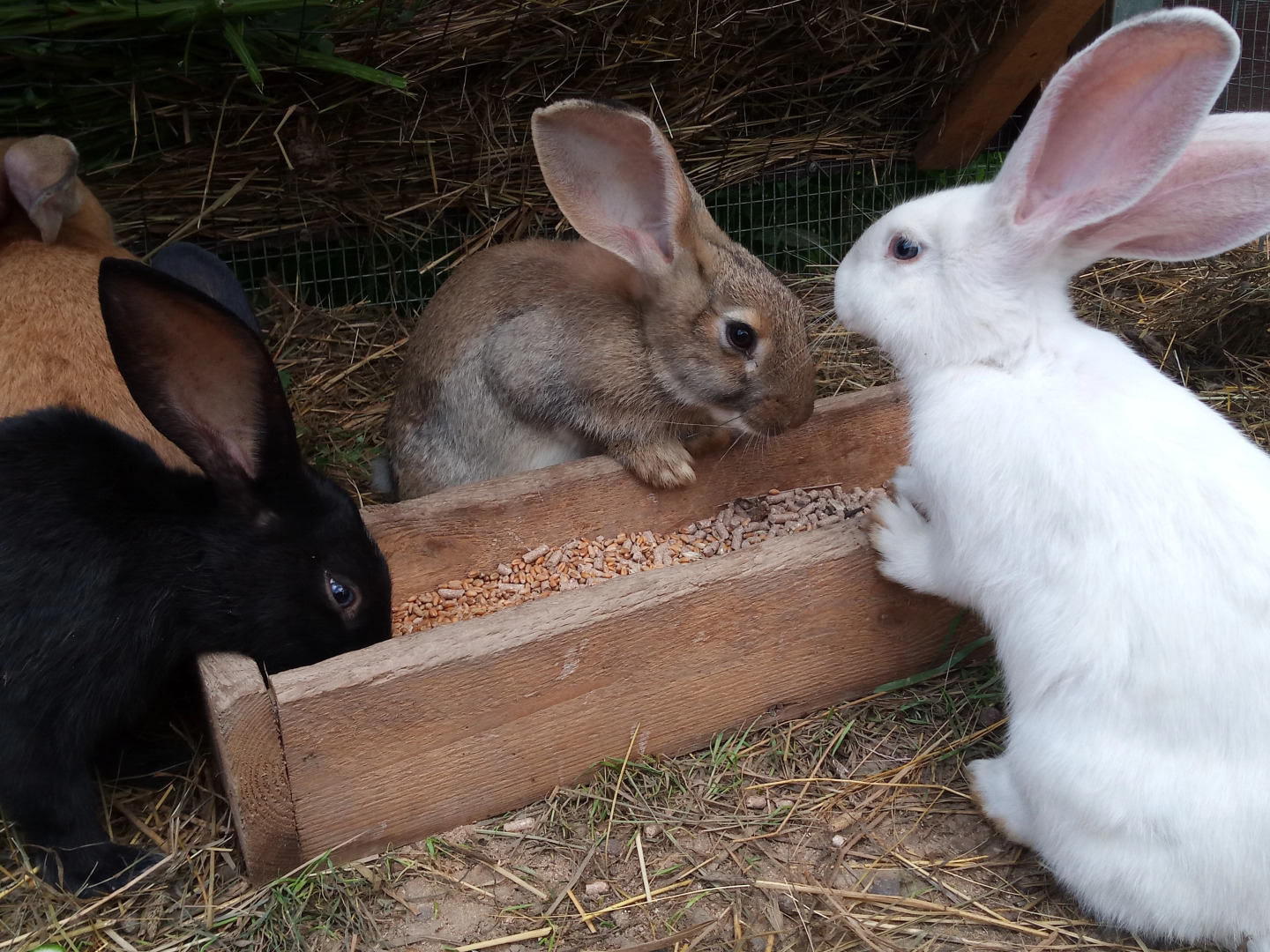 Парк-отель Астра