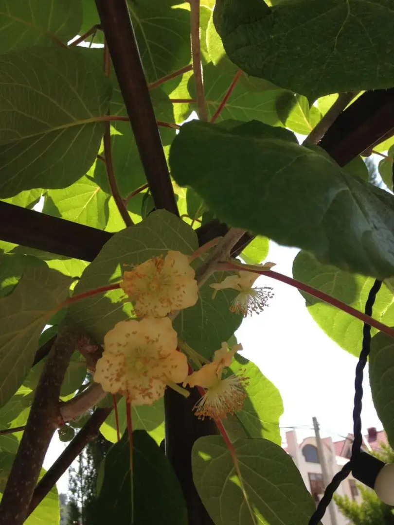 Гостевой дом Ди Анна