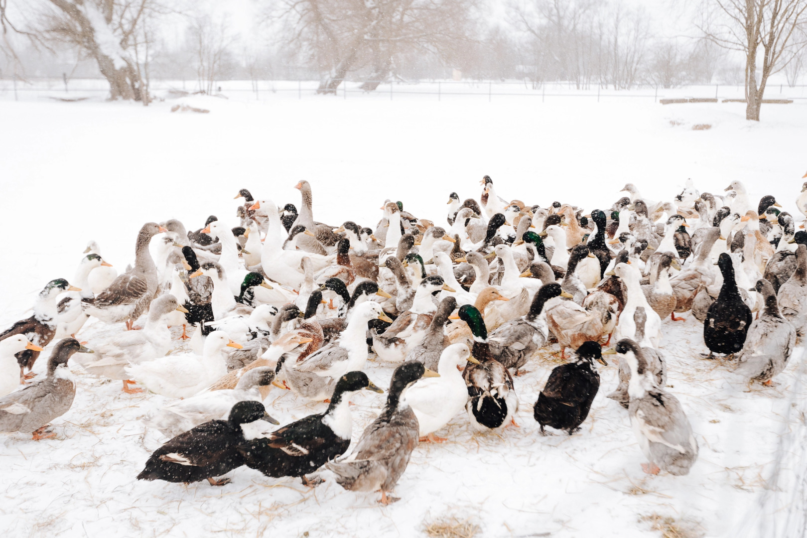База отдыха Агротуристический комплекс Эль Ранчо