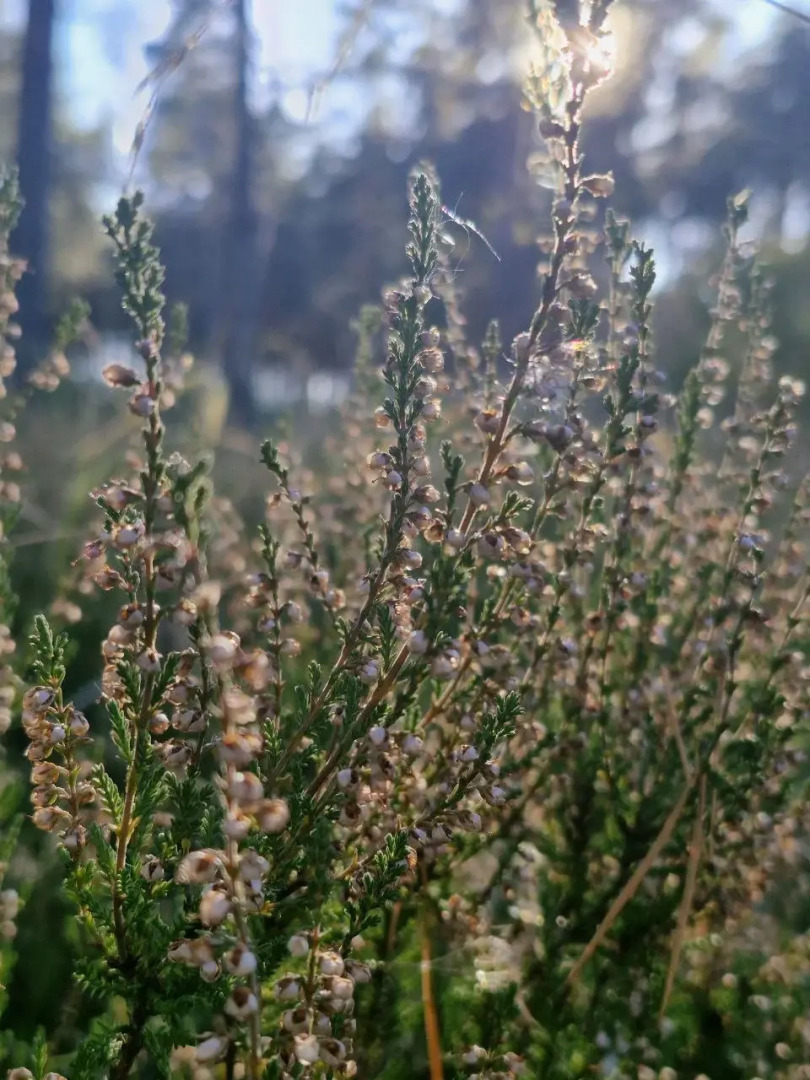 Частный дом Уединение в лесу