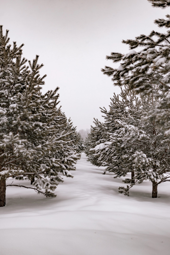 Эко-ферма Просторы Life