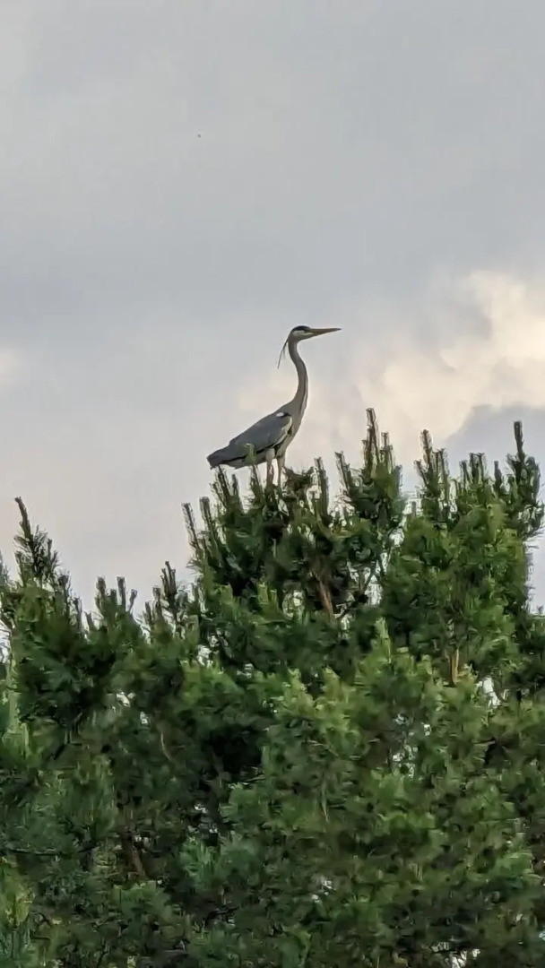 Вилла Тургеневские острова 2