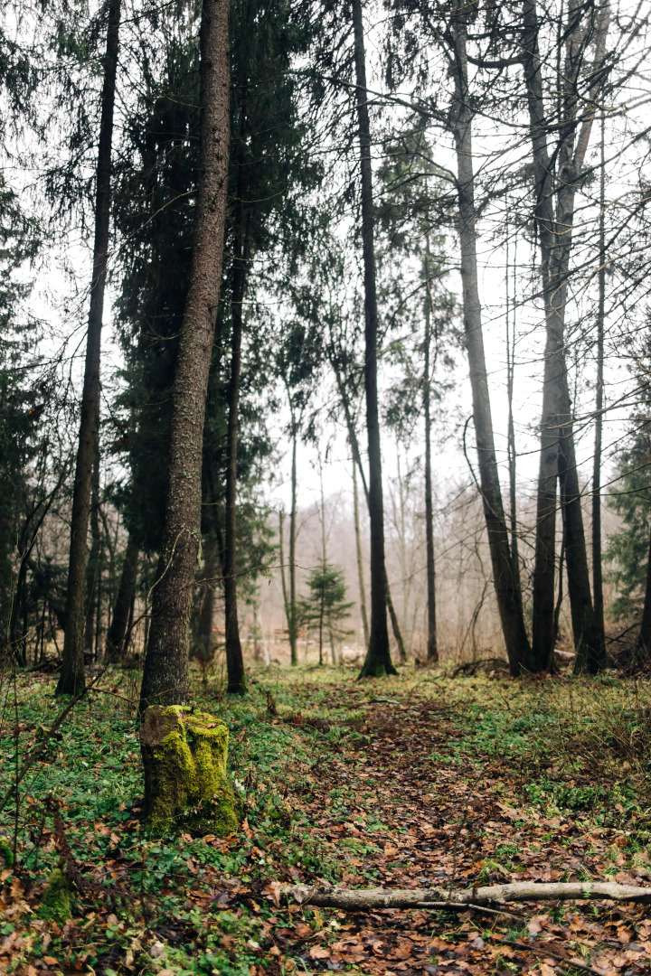 Шале Панорамный дом в лесу на Живописной улице