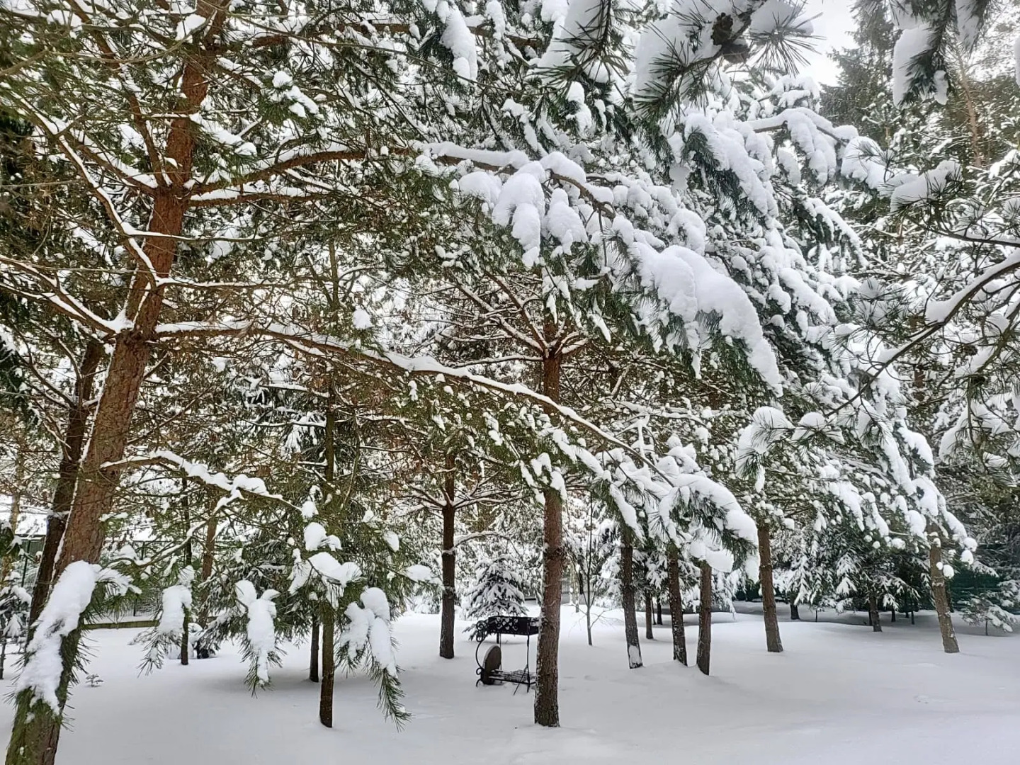 Частный дом Премиальный семейный дом в сосновом лесу