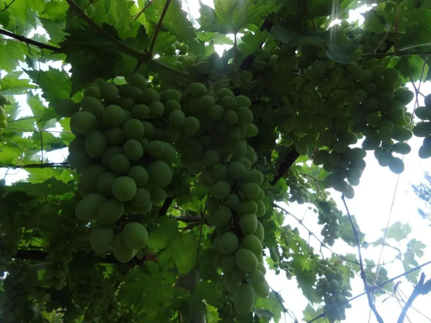 Уютный номер для семейного отдыха в частном секторе