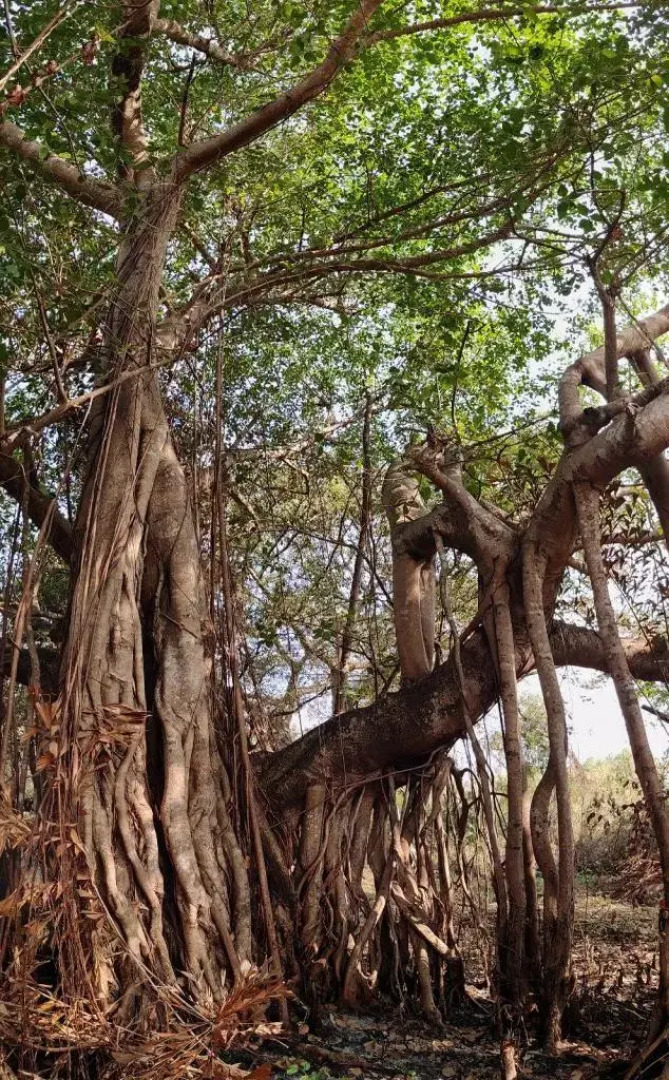 Гостевой Дом Karma Ramvilla