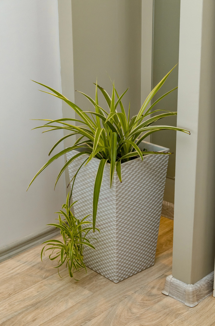 Апартаменты на 1905 года 83