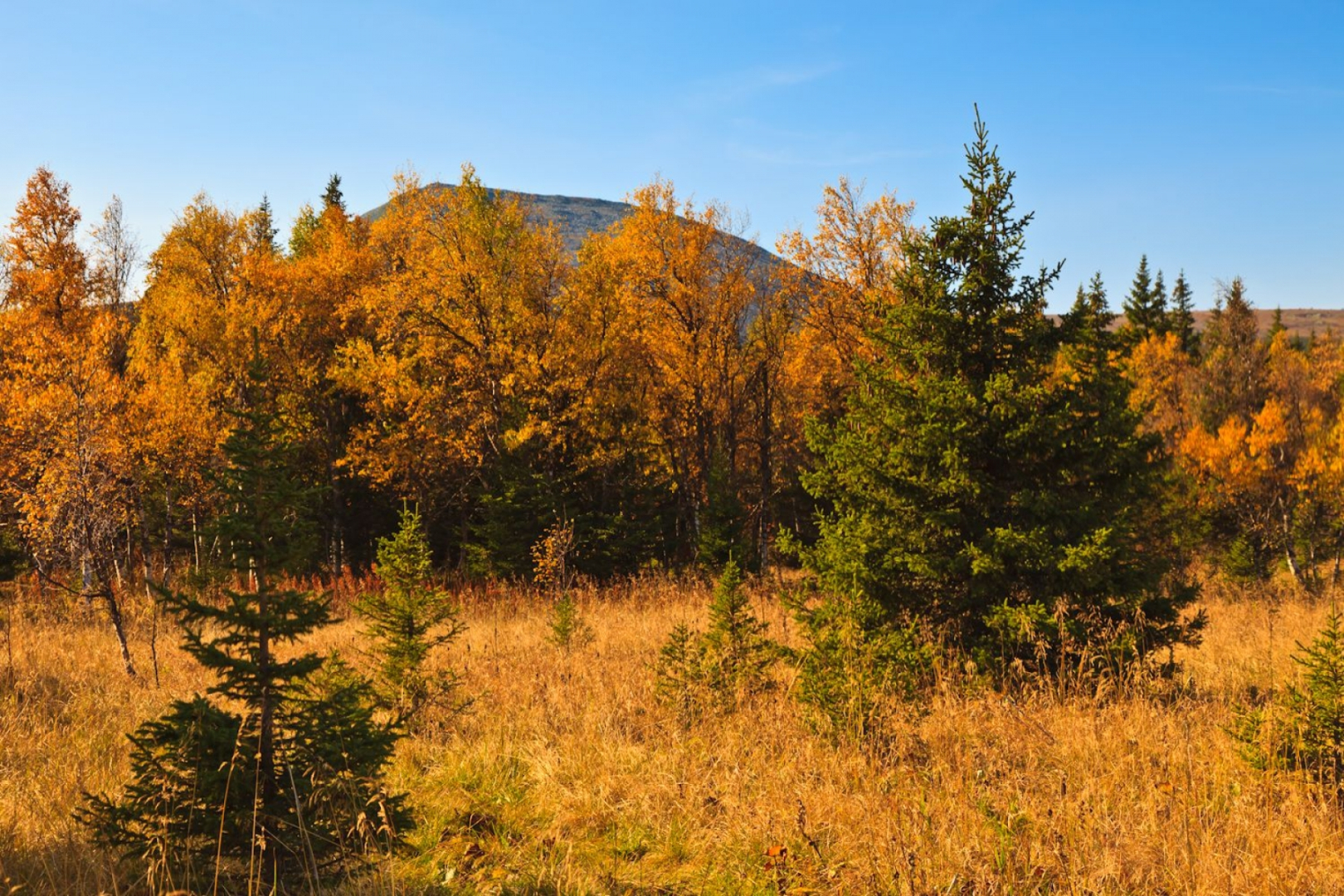 Коттеджный комплекс Таежное