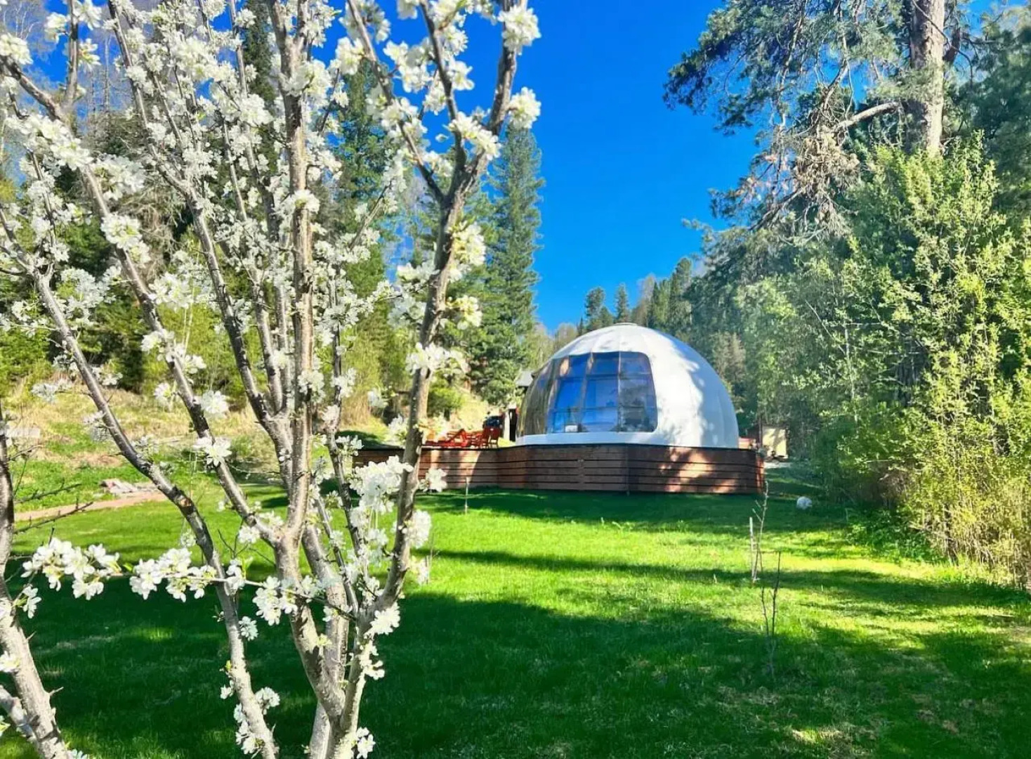 Шале Алтай Forest Glamp