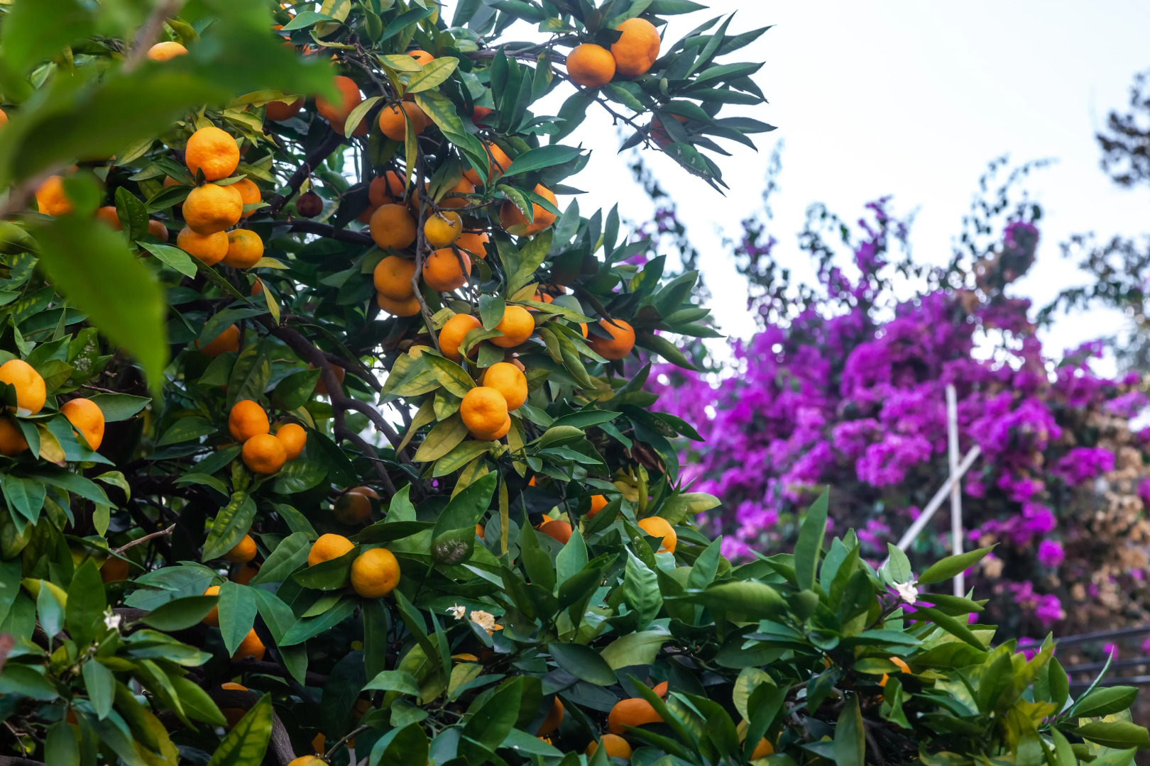 Меблированные комнаты Никус