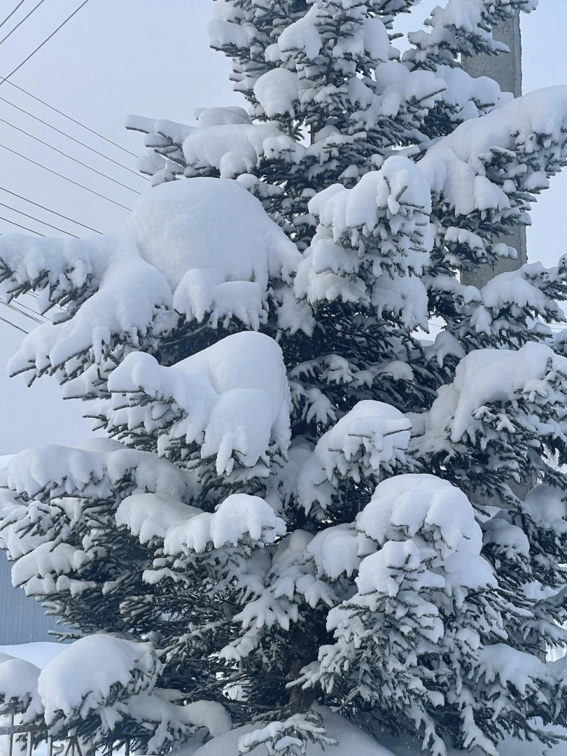 Baikal Best Edelweiss