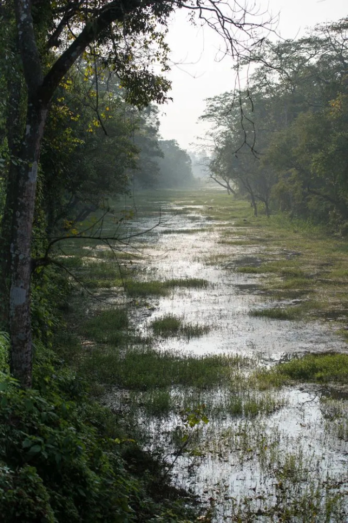 Кемпинг Tigertops Elephant Camp