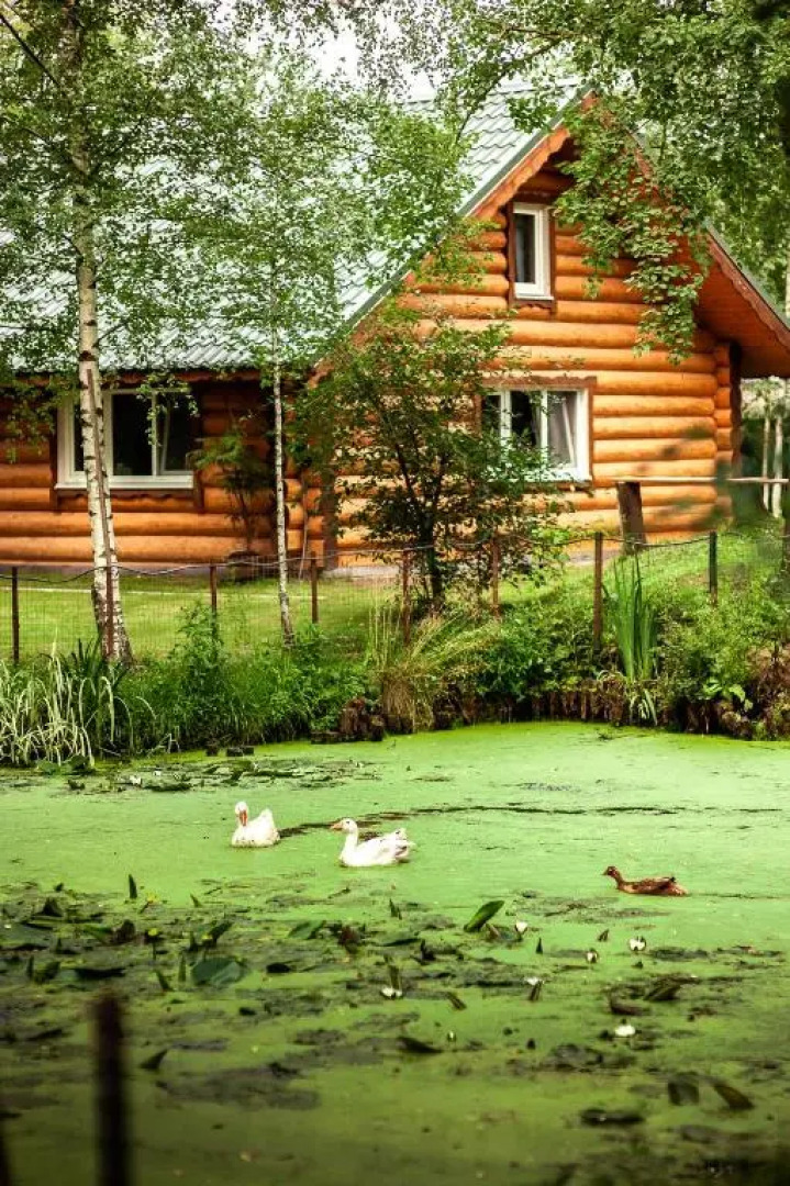 Шале  Изба Николаича