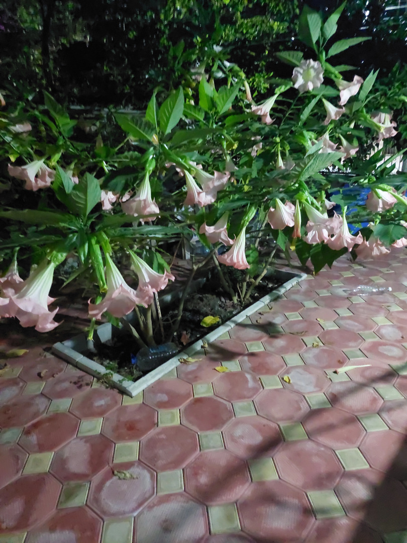 Гостевой дом Белый Лотос