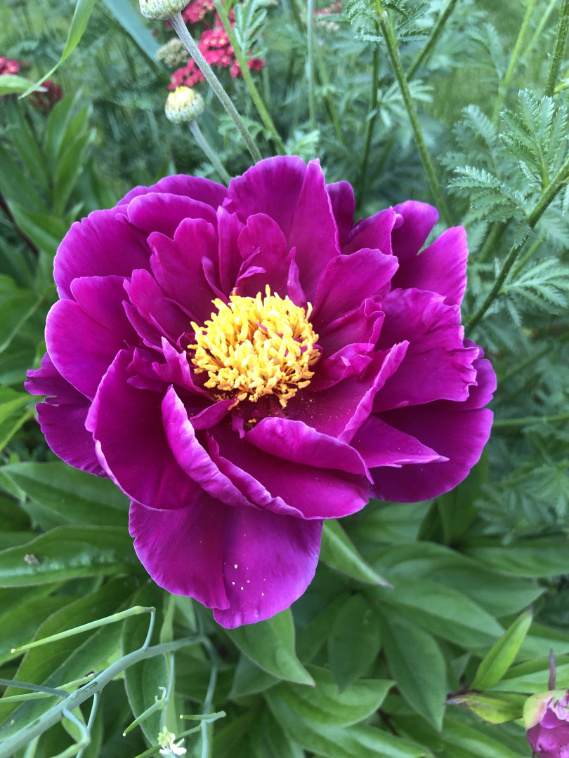 Гостевой Дом Вырицкий Мамонт