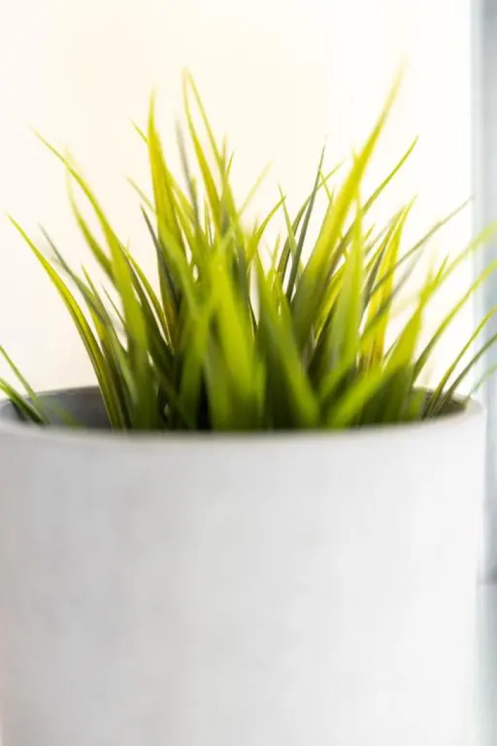 Квартира Толстой Лейтейзена