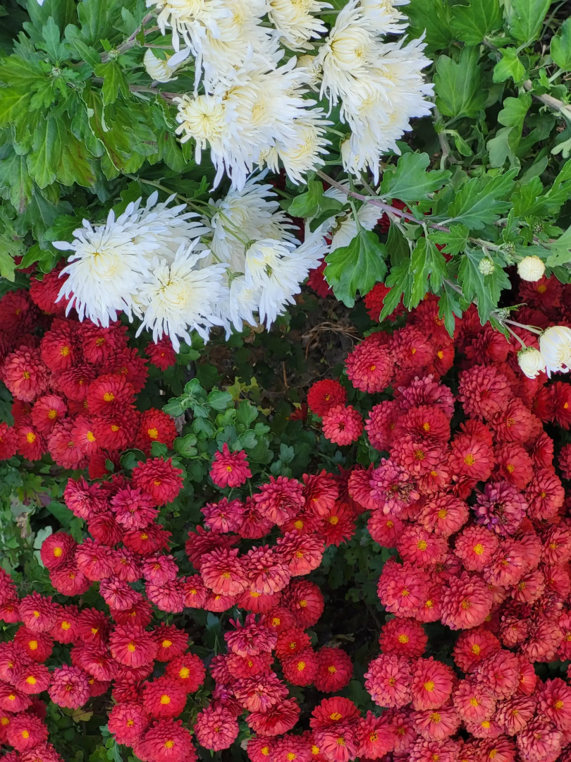 Хостел Gabala Garden