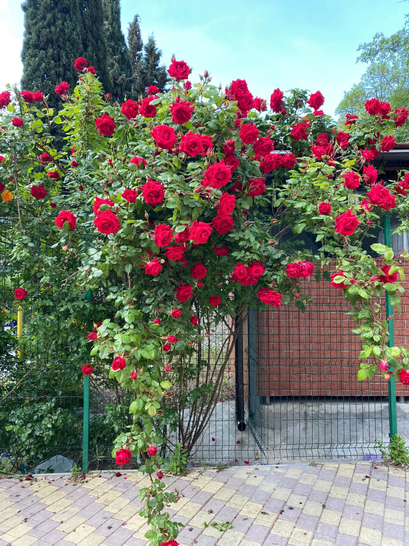 Апартаменты с Видом на Море