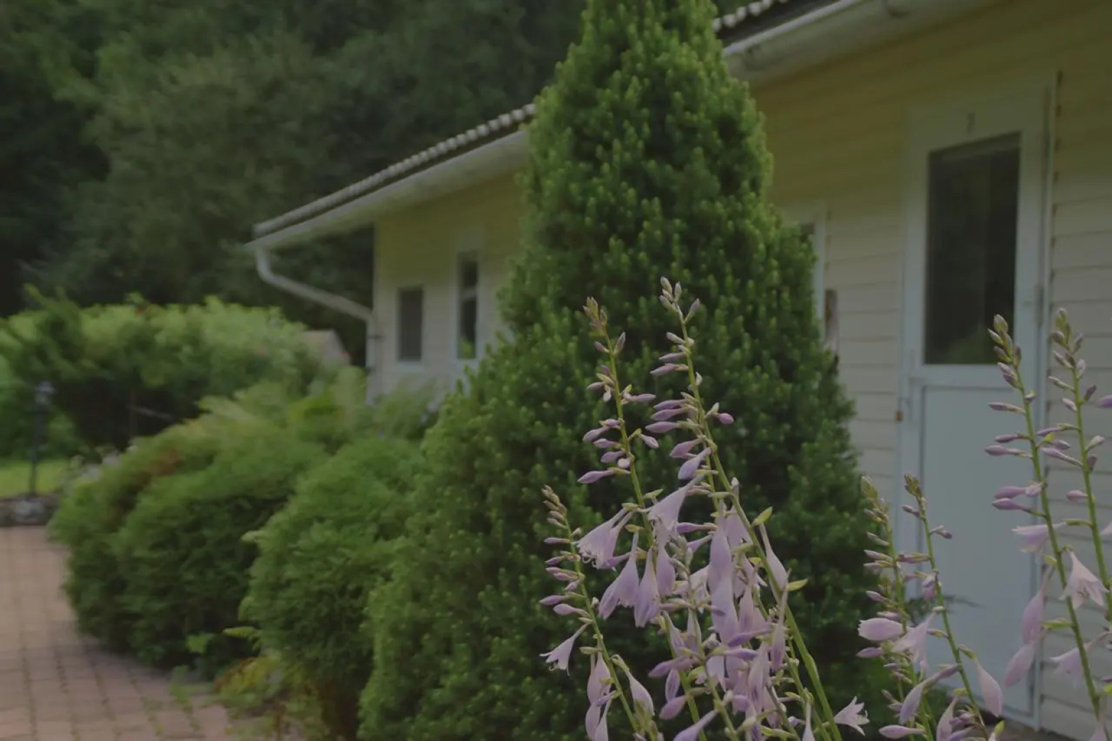 Хутор Старая Кууса