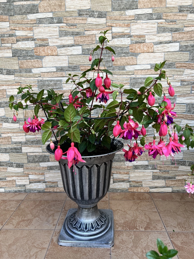 Гостевой дом Сюзи